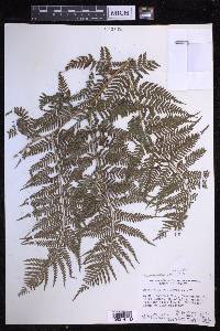 Dryopteris unidentata image