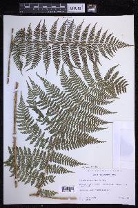 Dryopteris unidentata image