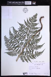 Dryopteris nuda image