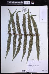 Dryopteris fuscoatra image