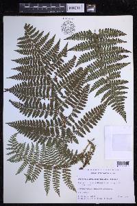 Dryopteris hawaiiensis image