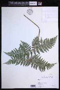 Dryopteris glabra image