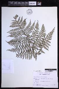 Dryopteris glabra image