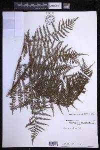 Dryopteris unidentata image