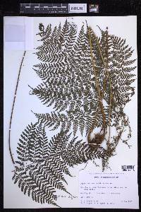 Dryopteris glabra image