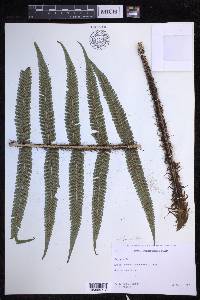 Dryopteris fuscoatra image