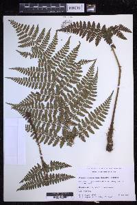 Dryopteris hawaiiensis image