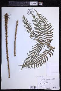 Dryopteris unidentata image