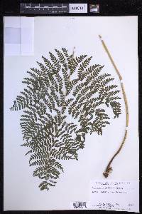 Dryopteris glabra image