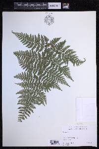 Dryopteris glabra image