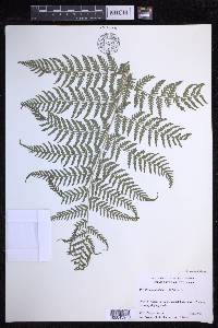Dryopteris unidentata image
