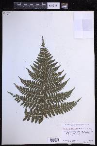 Dryopteris hawaiiensis image