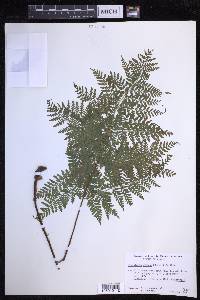 Dryopteris glabra image