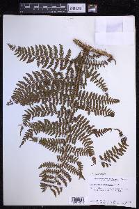 Dryopteris unidentata image