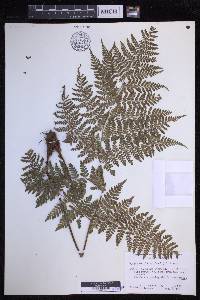 Dryopteris glabra image