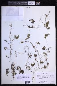 Hymenophyllum lanceolatum image