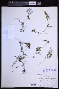 Hymenophyllum lanceolatum image