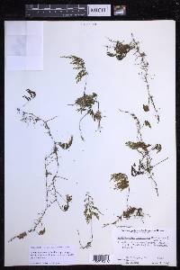 Hymenophyllum lanceolatum image