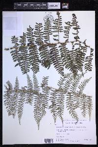 Dryopteris tetrapinnata image