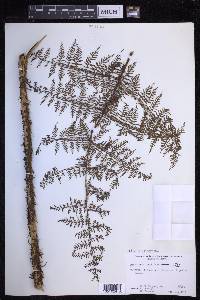 Dryopteris tetrapinnata image