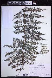 Dryopteris tetrapinnata image