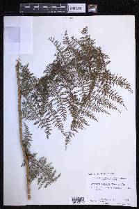 Dryopteris tetrapinnata image