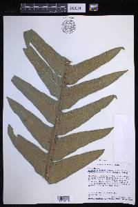 Drynaria coronans image