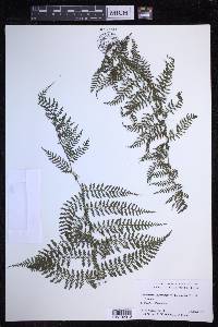 Dryopteris tetrapinnata image