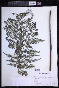 Dryopteris tetrapinnata image