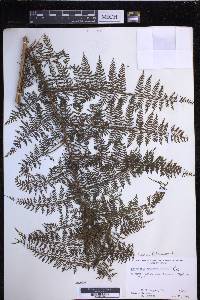 Dryopteris tetrapinnata image