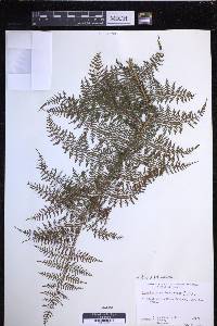 Dryopteris tetrapinnata image