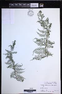 Dryopteris tetrapinnata image