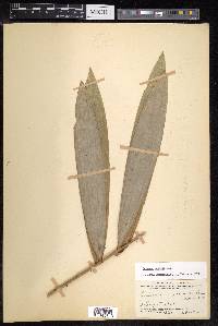 Calamus caesius image