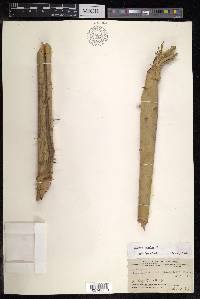 Calamus caesius image