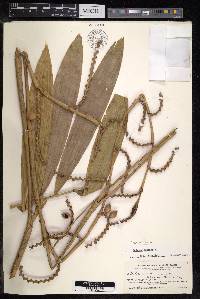 Calamus caesius image