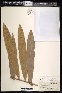 Calamus caesius image