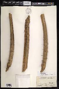 Calamus caesius image