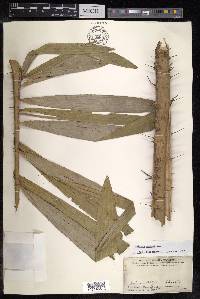 Calamus caesius image