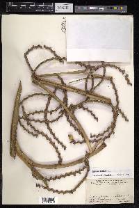Calamus caesius image