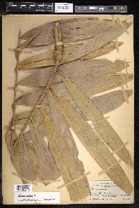 Calamus caesius image