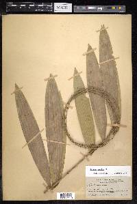 Calamus caesius image