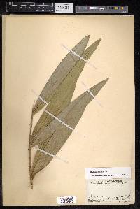 Calamus caesius image