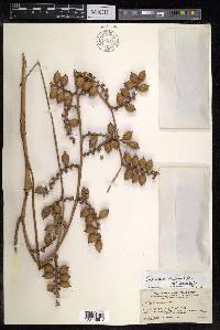 Calamus caesius image