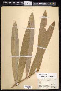 Calamus caesius image