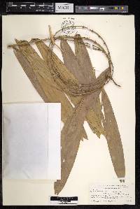 Calamus caesius image