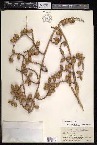 Calamus caesius image