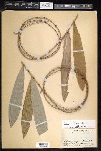 Calamus caesius image