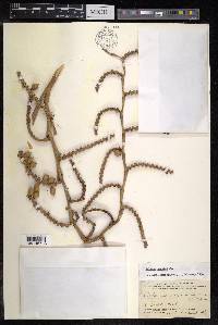 Calamus caesius image