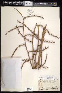 Calamus caesius image
