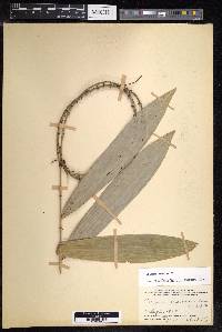 Calamus caesius image
